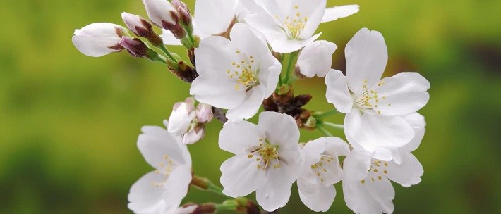 在武漢，看一場花開